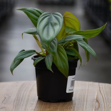 Philodendron Columbia