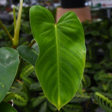 Philodendron Erubescens 'Emerald Green'