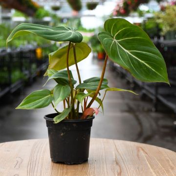 Philodendron Gloriosum, Creeping Philodendron