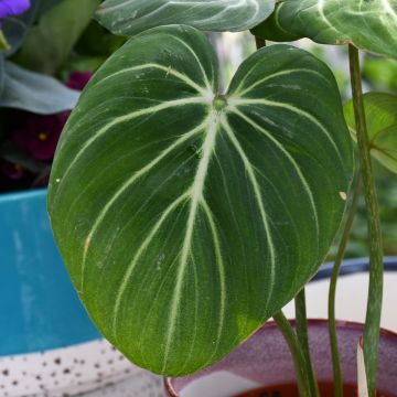 Philodendron Gloriosum, Creeping Philodendron