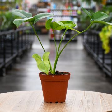 Philodendron Goeldii