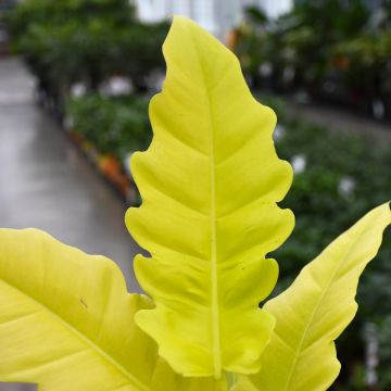 Philodendron 'Golden Crocodile'