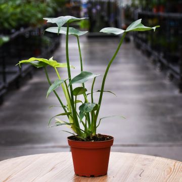 Philodendron Bipennifolium 'Golden Dragon'