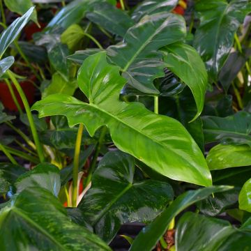 Philodendron Bipennifolium 'Golden Dragon'