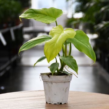 Philodendron Golden Violin