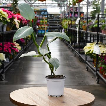 Philodendron Hastatum 'Grey'