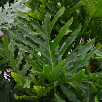 Thaumatophyllum Bipinnatifidum 'Hope Philodendron'