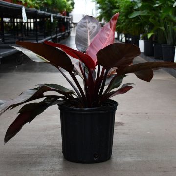 Philodendron Kathleen