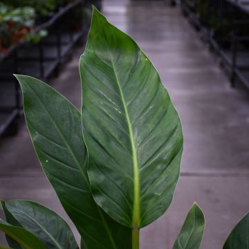 Philodendron Melinonii