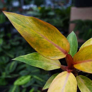 Philodendron Erubescens 'Orange Marmalade'