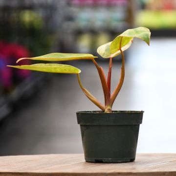 Philodendron Painted Lady