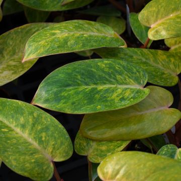 Philodendron Erubescens 'Painted Lady'