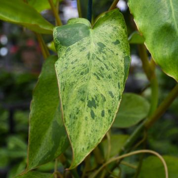 Philodendron 'Paraiso Verde'