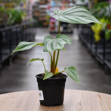 Philodendron Peltatum