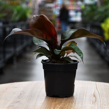 Philodendron Red Heart