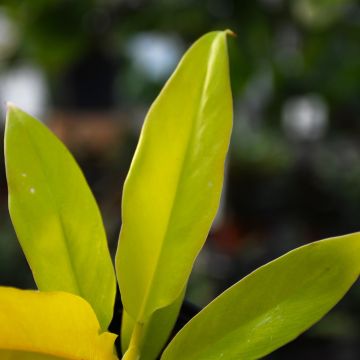 Philodendron 'Ring of Fire Gold'