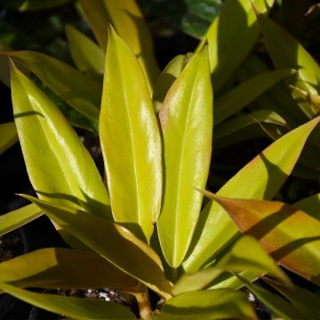 Philodendron 'Ring of Fire Gold'