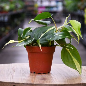 Philodendron Rio