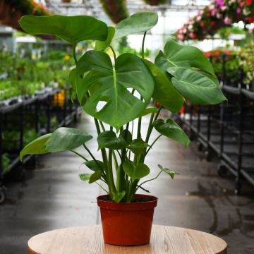 Philodendron, 'Splitleaf'