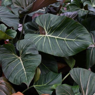 Philodendron Gloriosum 'Summer Glory'