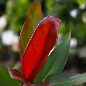 Philodendron Selloum 'Sun Red'