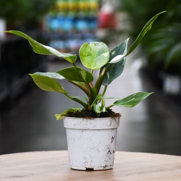 Philodendron White Princess