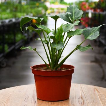 Philodendron, 'Xanadu'