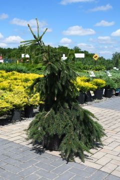 Picea, Norway Spruce 'Acrocona'