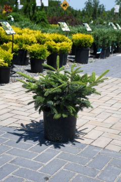 Picea, Tigertail Spruce 'Howell’s Dwarf'