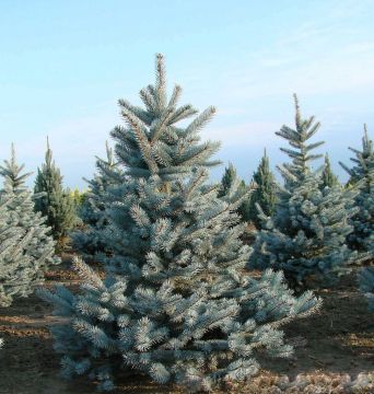 Picea, Colorado Spruce 'Kosteri Blue' (Large)