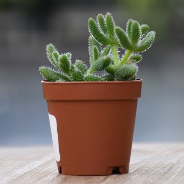 Delosperma Echinatum 'Pickle Plant