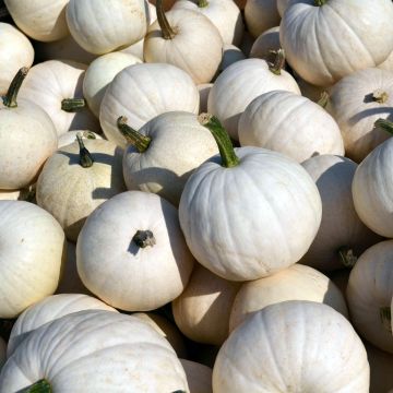 Pumpkins, Pie 'White'