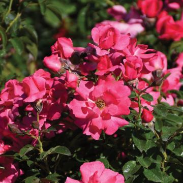 Rosa, Shrub Rose 'Flower Carpet® Pink Supreme'