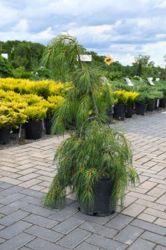 Pinus, Eastern White Pine 'Angel Falls'