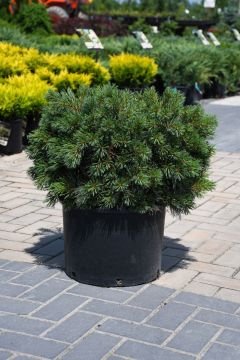 Pinus, Eastern White Pine 'Blue Shag'