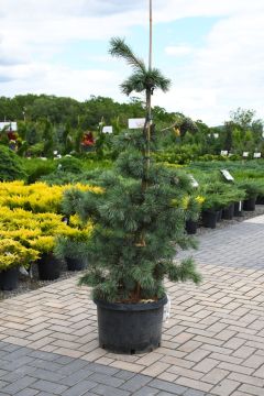 Pinus, Japanese White Pine 'Glauca'