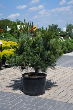 Pinus, Eastern White Pine 'Macopin'