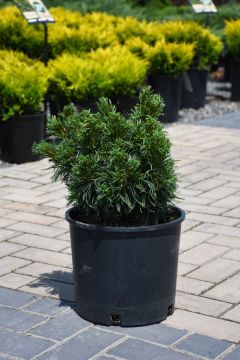 Pinus, Eastern White Pine 'Mini Twists'