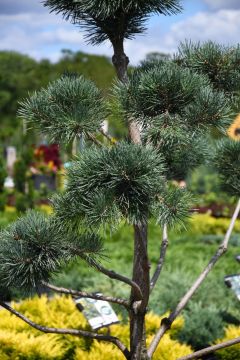 Pinus, Scotch Pine 'Topiary' (Large Sizes)