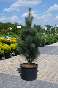 Pinus, Eastern White Pine 'Stowe Pillar'