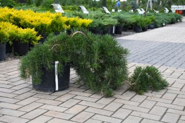 Pinus, Jack Pine 'Uncle Fogey'