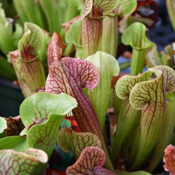 Nepenthes 'Pitcher Plants'