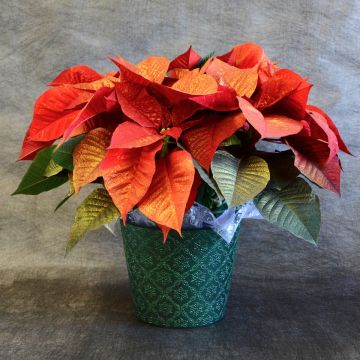 Antique Red Painted Poinsettia, Premium Cover