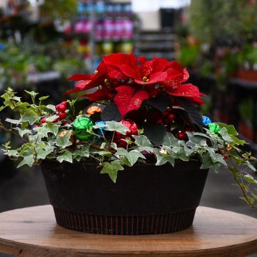 Poinsettia Centerpiece