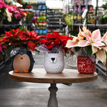 Poinsettia in Ceramic Pot