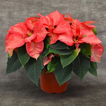 Ice Crystals Poinsettia, Bare Pot