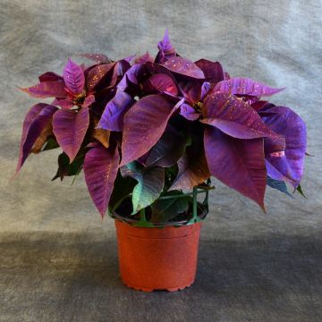 Purple Painted Poinsettia, Bare Pot