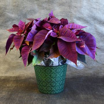 Purple Painted Poinsettia, Premium Cover