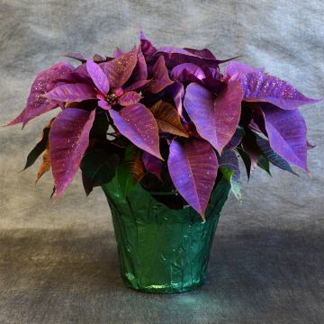 Purple Painted Poinsettia, Foil Cover