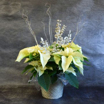 White Poinsettia 'Dazzler' with Premium Cover